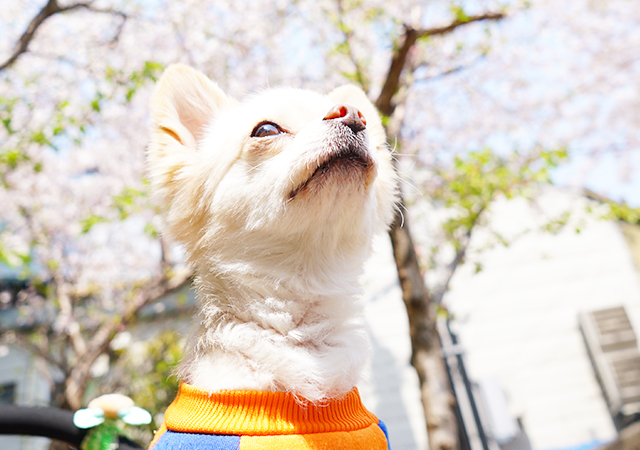 セラピー犬『おもち』